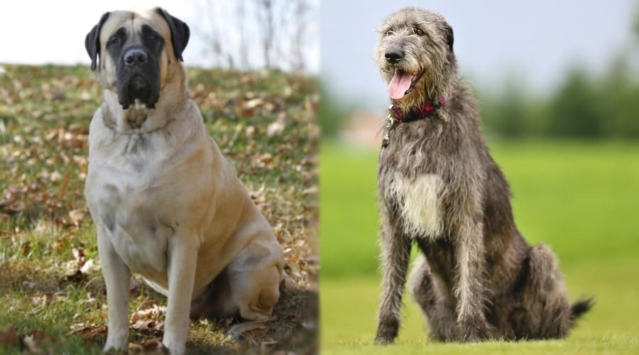 Two Giant Dogs Sitting