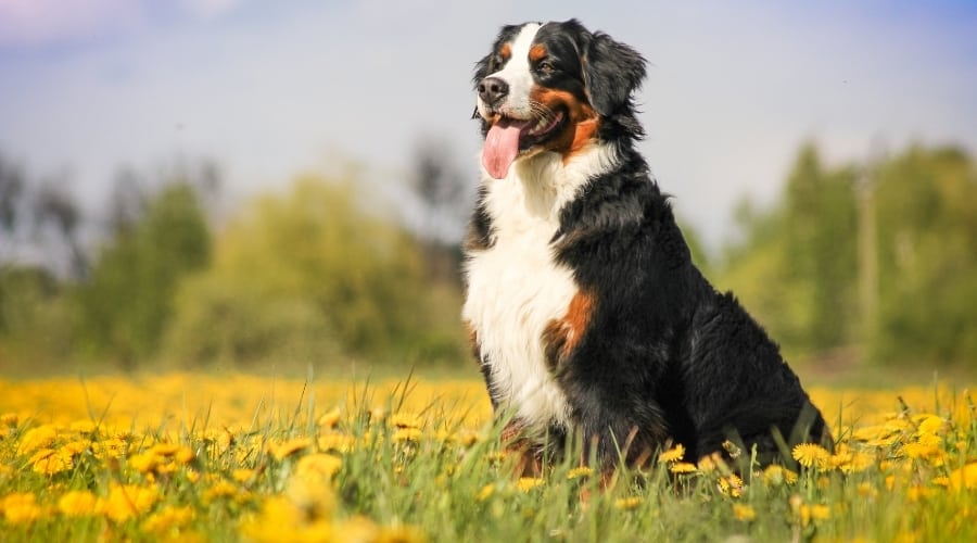 Large Tri Colored dog in Meadow