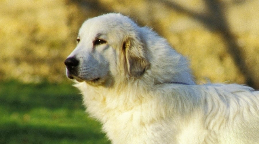 Large White Dog Close Up