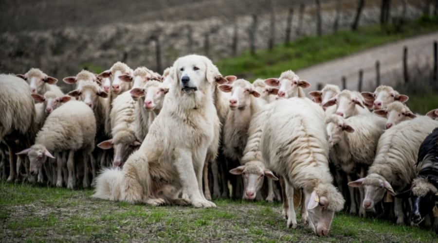 Large White Dog Next to Flock