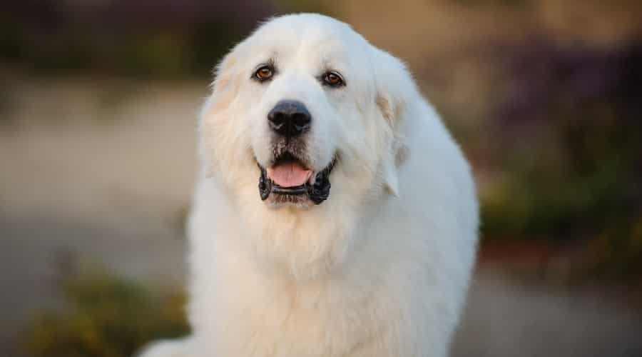 Large White Dog Outdoors