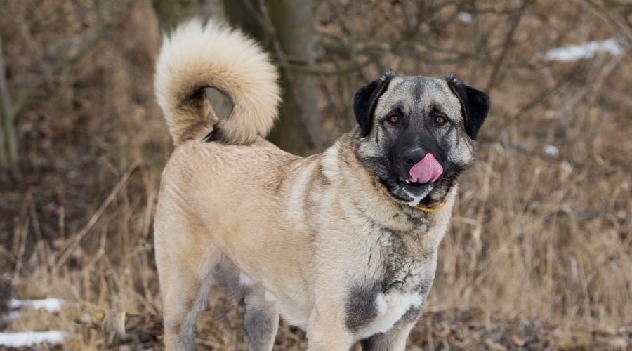 Large White Dog Standing in the Snow Licking Its Lips