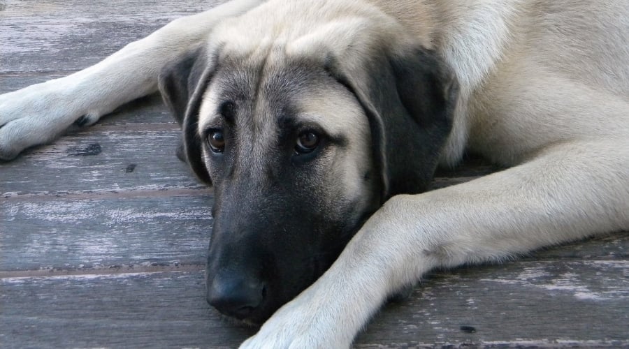 Large White Dog With Black Mask Lying on the Ground