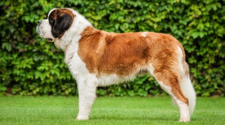 Large White and Brown Dog Standing in Stacked Pose