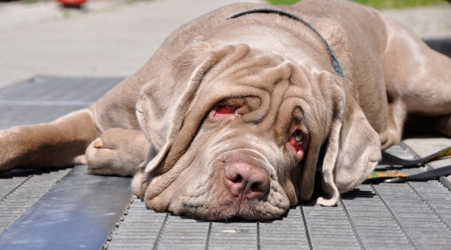 Large Wrinkly Dog Lying on the Ground