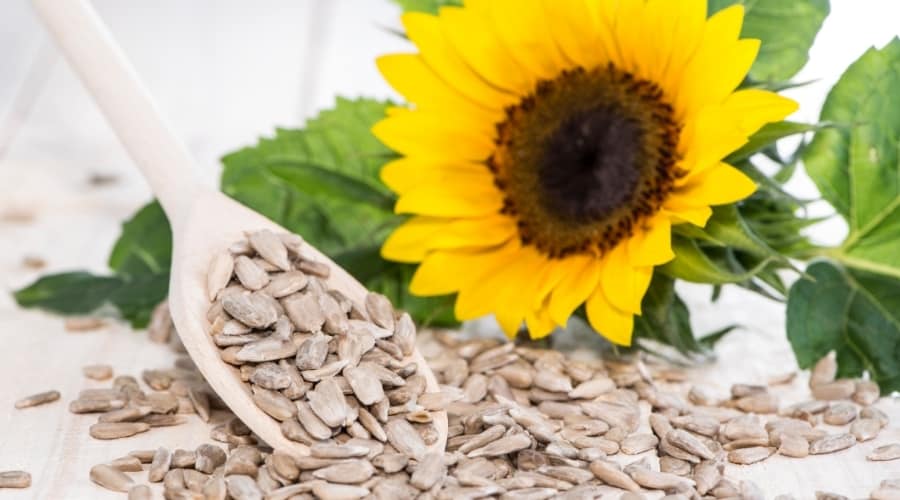 Large Yellow Flower and Seeds