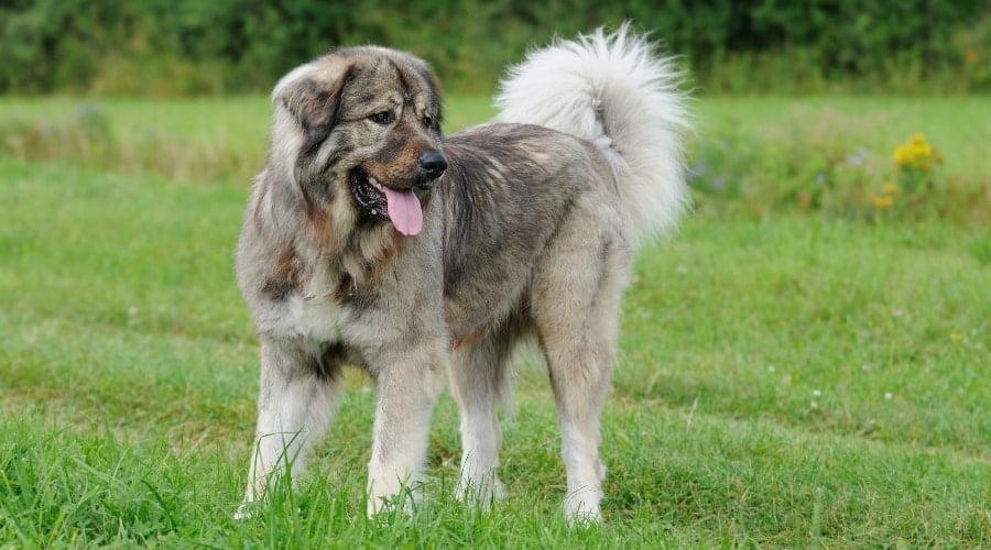 Large and Furry Dog Standing Outdoors