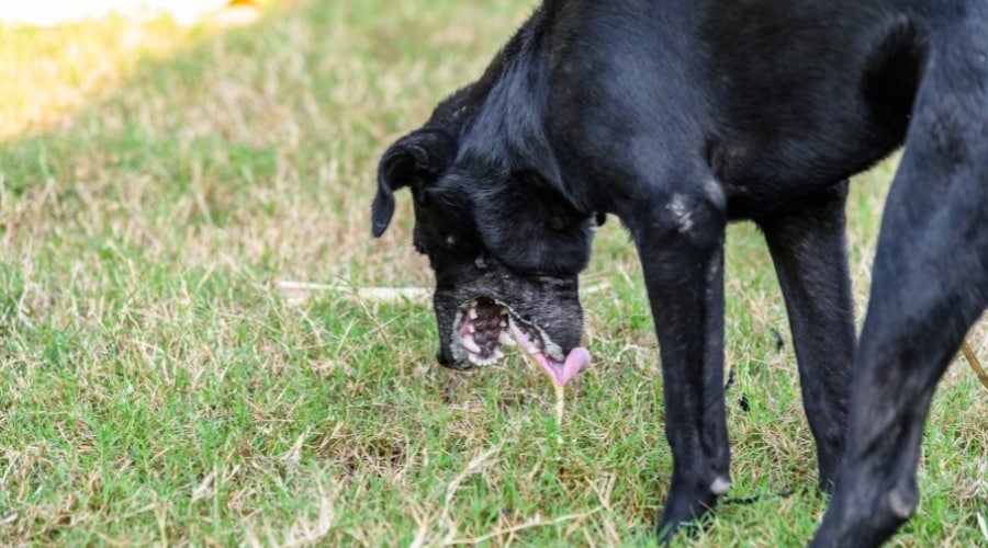 Large black dog throwing up.