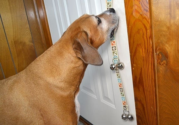 Large brown dog ringing PoochieBells dog doorbell as it hangs off doorknob