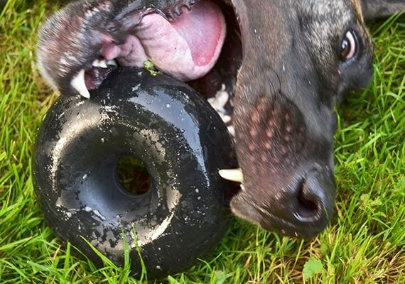 Large brown Great Dane aggressively sinking his teeth into Goughnuts Buster - The best chew toy we reviewed for giant dogs