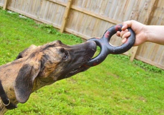 Large dog tugging on Goughnuts Tug Maxx tug of war toy