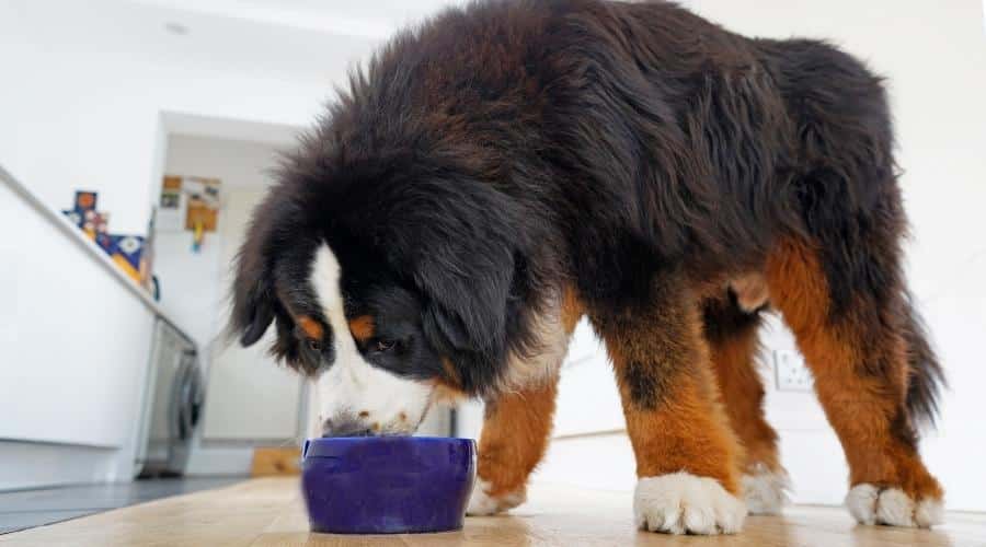Large fluffy Bernese Mountain Dog with huge paws eating out of blue bowl In the kitchen, white background