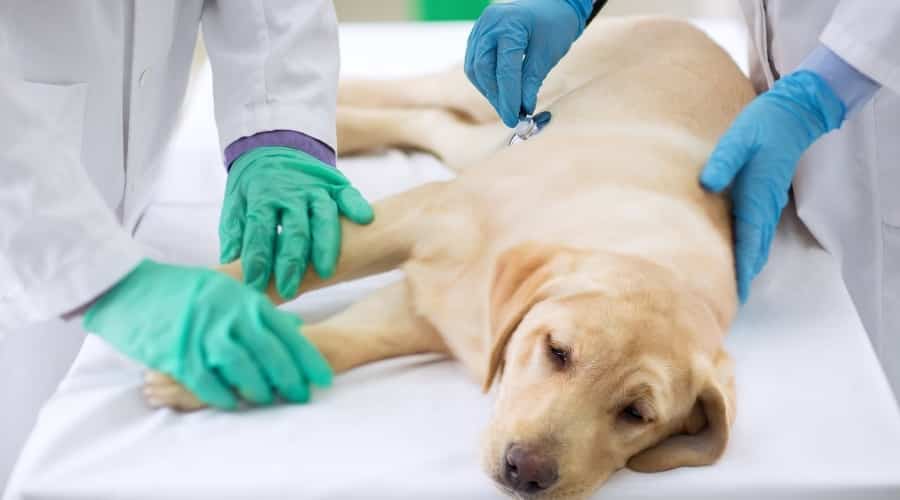 Lab laying on the exam table at the vet.