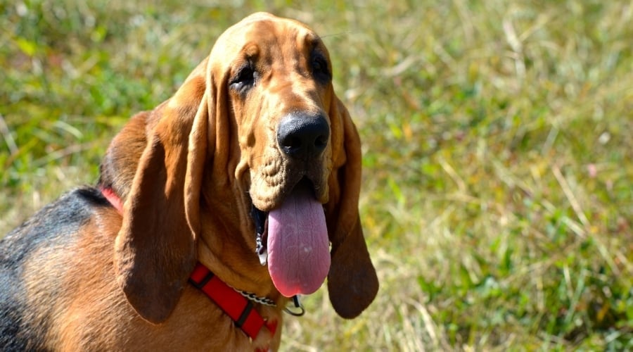 Larger Dog Outside in Green Grass