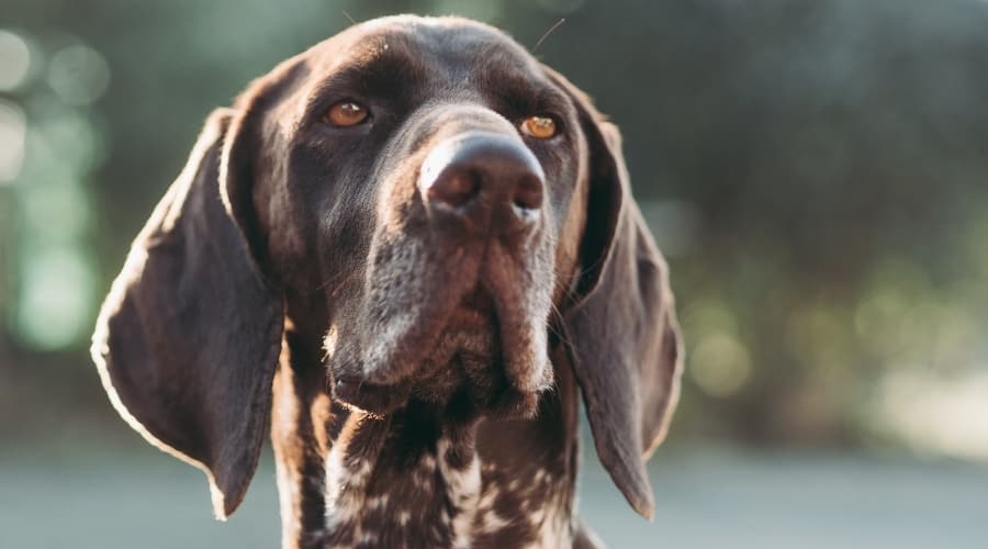 German Shorthaired Pointer face up close.