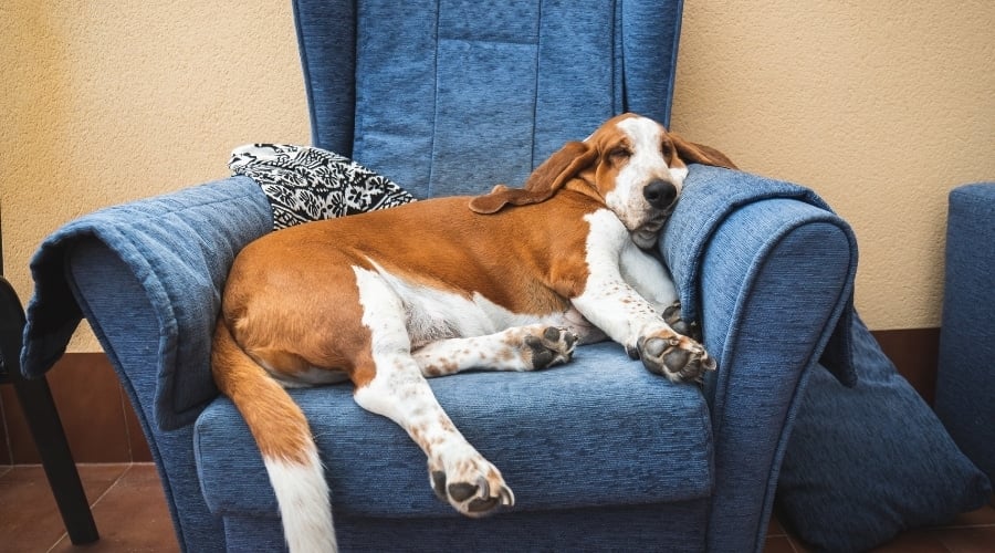 Dog sleeping in a chair.