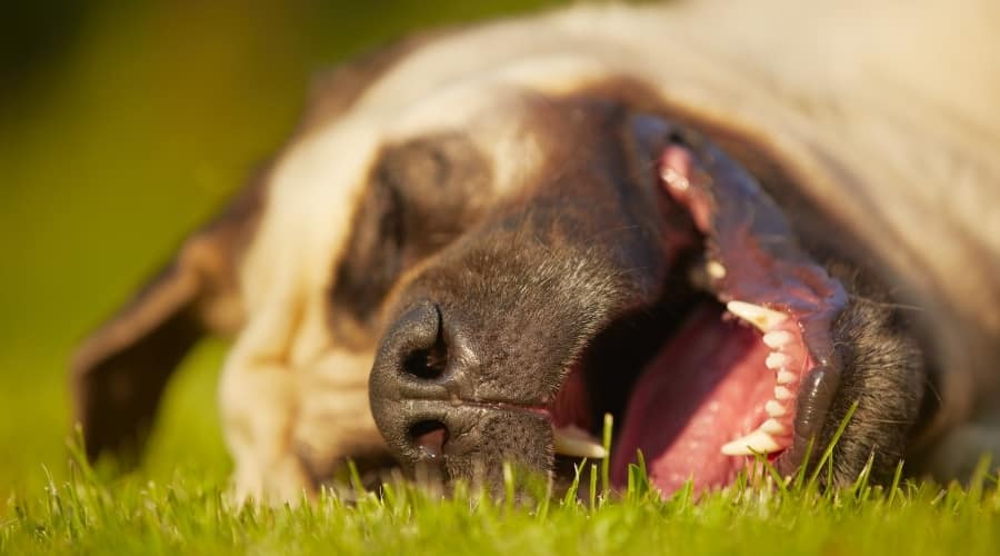 Lazy Dog Laying in Grass