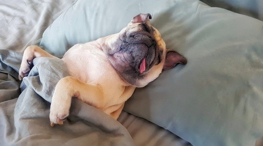 Lazy Dog in Bed