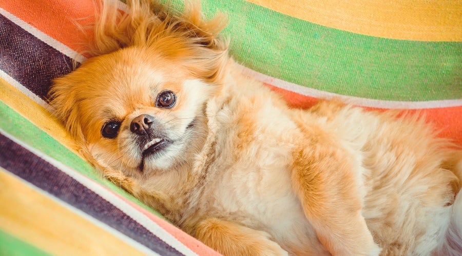 Lazy Pekingese