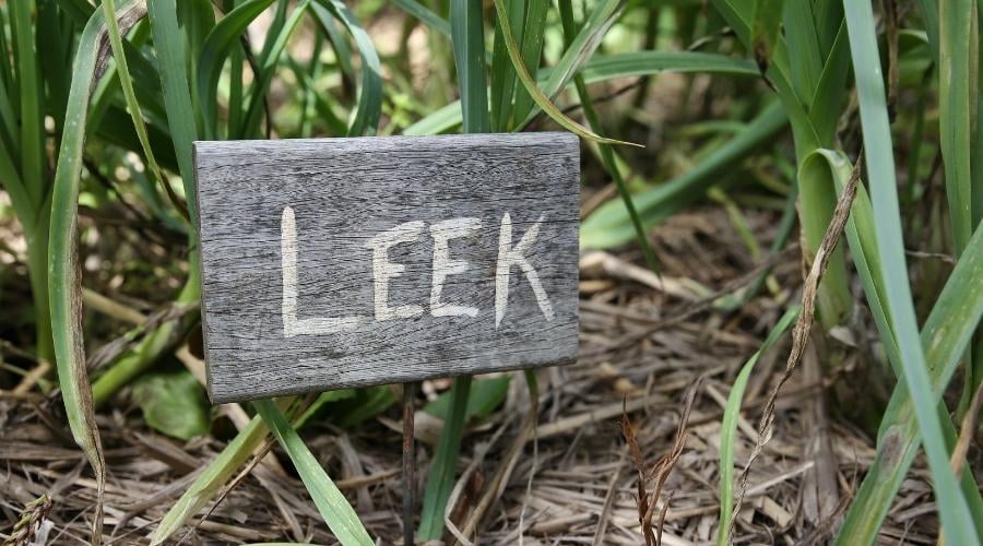 Leeks in garden