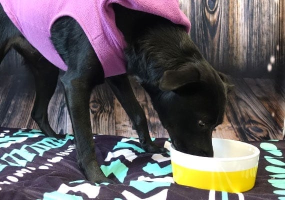 Lena testing out the Waggo Dipper ceramic dog bowl