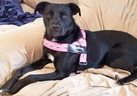 Lena, the Beagle/Labrador/Pitbull mix, waiting to test ceramic dog bowls