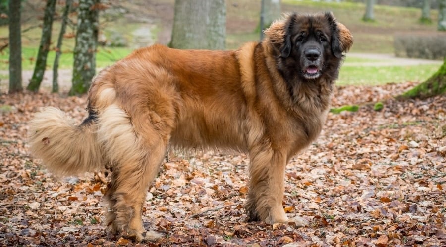 Leo Outdoors in Forest