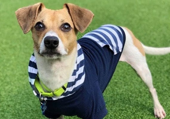 Leo, the Jack Russell Terrier mix, no-spill dog bowl tester
