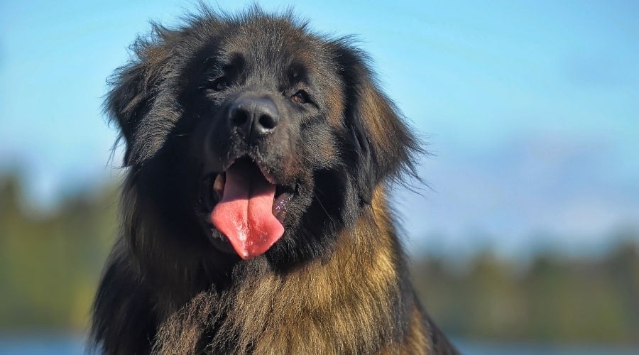 Leonberger Dog Near Lake