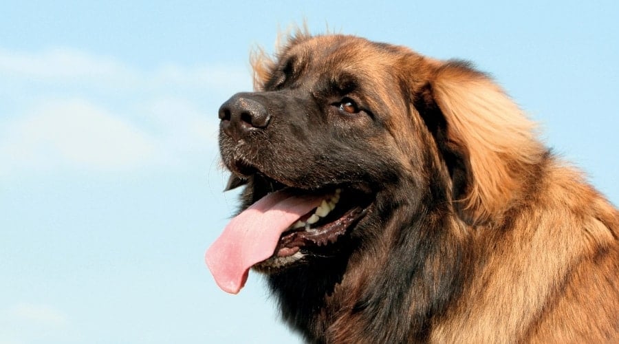 Leonberger Dog Outdoors Daytime