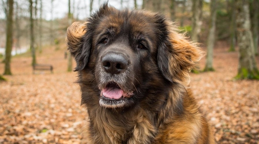 Large Leonbergers dog outside.