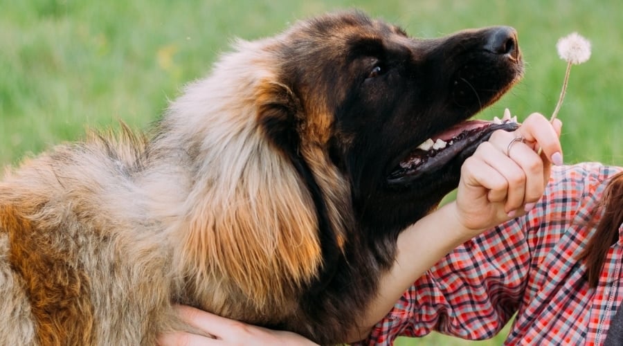 Leonberger With Female Outdoors