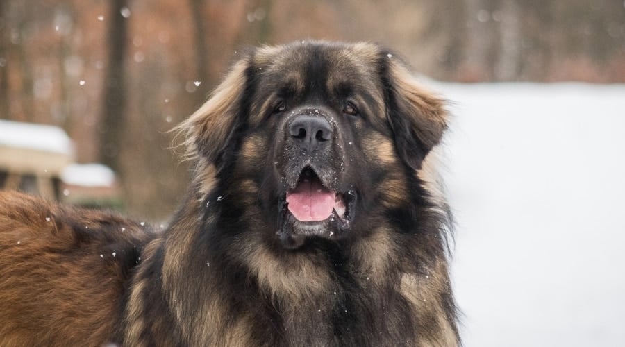 Leonberger in Snow