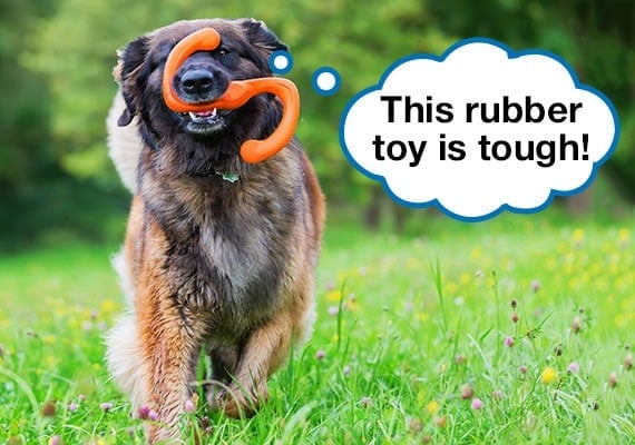 Leonberger running with indestructible rubber dog toy in mouth at park.