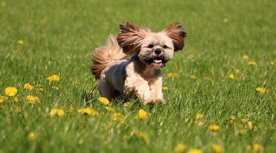 Lhasa Apso
