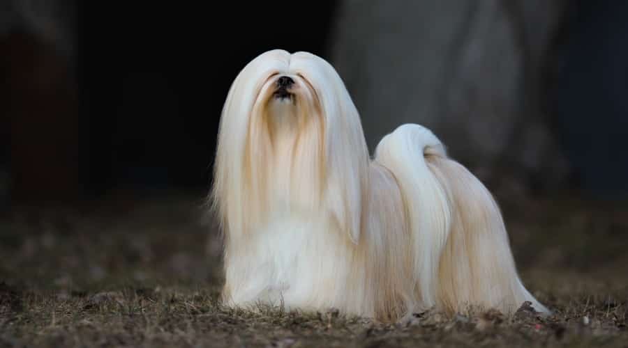 Lhasa Apso dog.