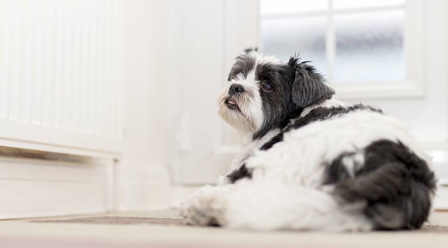 Lhasa Apso Laying Down