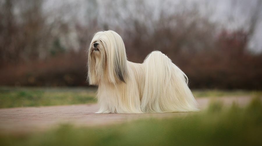 Lhasa Apso on Walkway