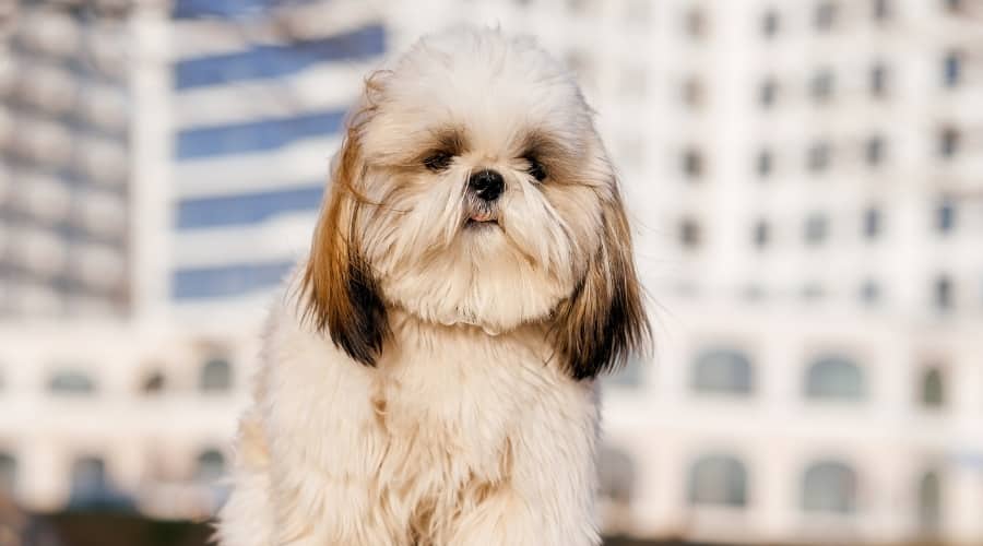 Lhatese Mix Dog