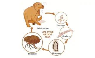 Life cycle of dog flea illustration