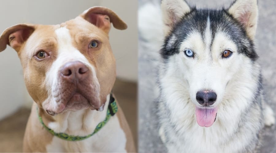 Light Brown Dog and Gray and White Fluffy Dog Up Close in Camera