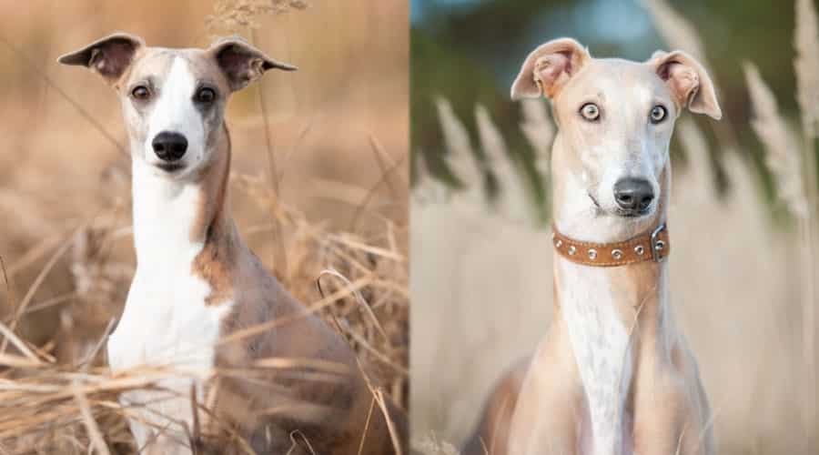 Light Brown Dogs in Fields on an Autumn Day