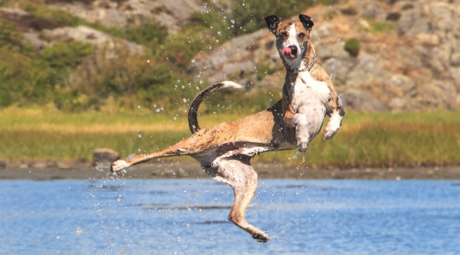 Light Brown Spotted Dog Jumping out of Water