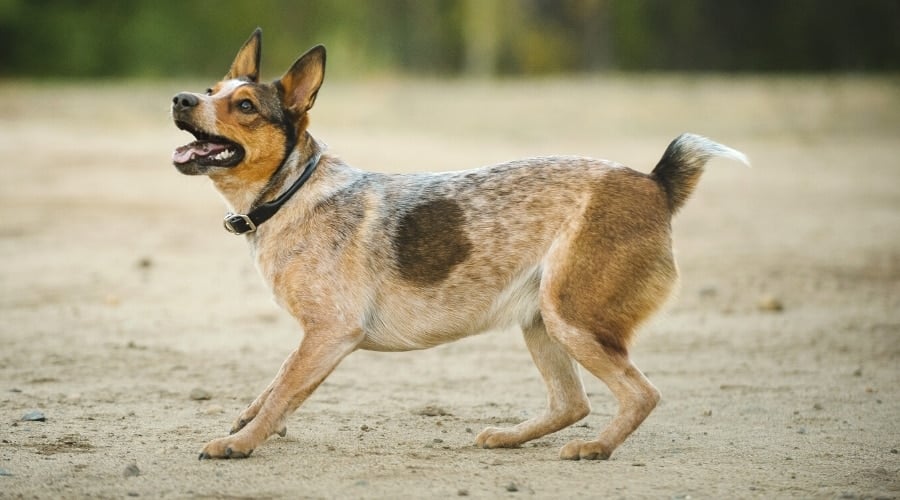 Light Brown Spotted Dog Playing