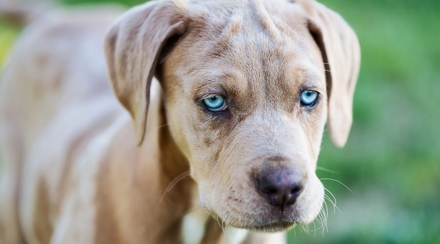 Light Gray Spotted Puppy with Blue Eyes