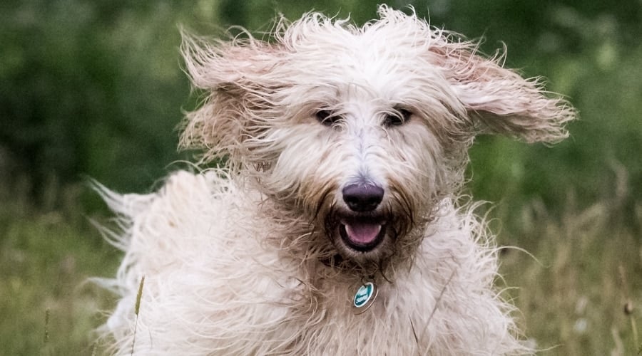 Light Tan Long Haired Dog Running in the Rain
