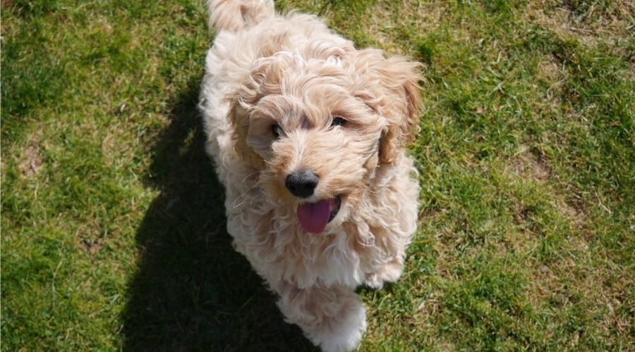 Light colored Cavapoo outdoors