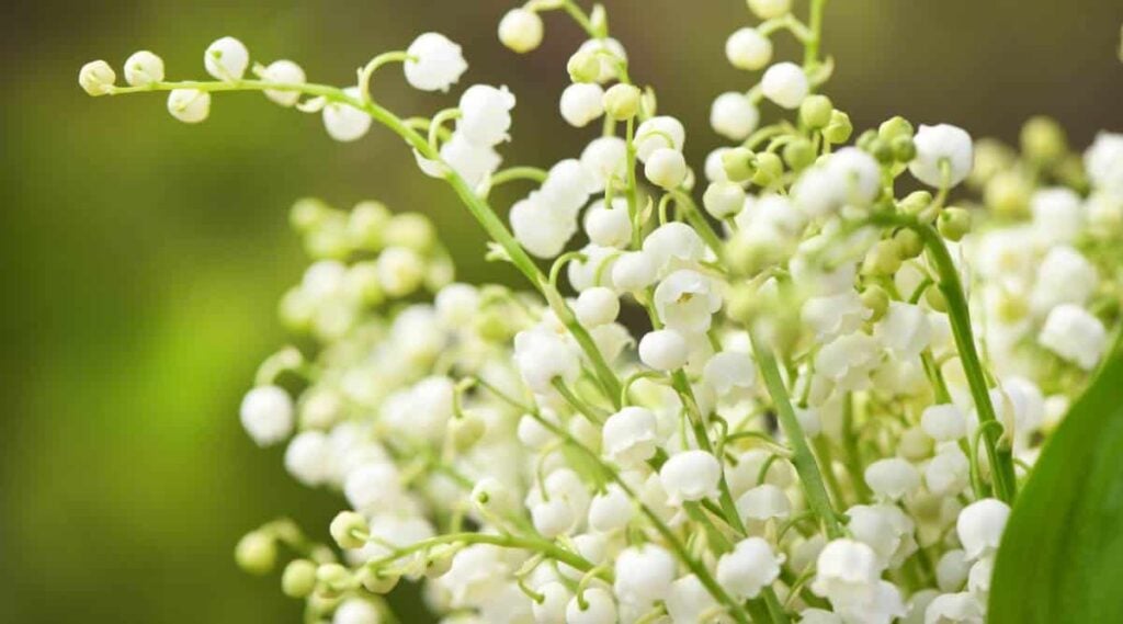 Lily of the Valley up close
