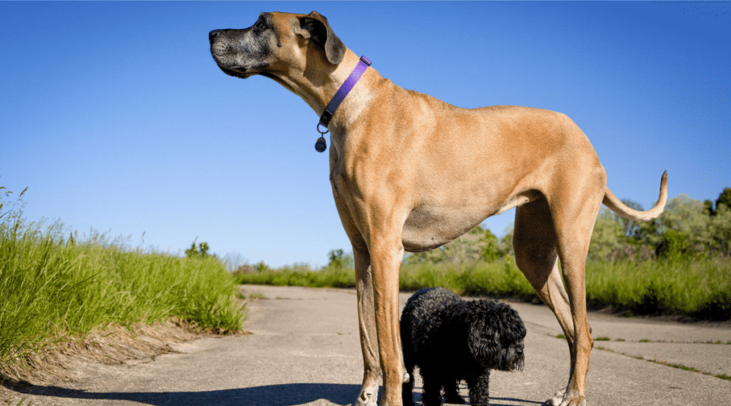 Little black dog walking under great Dane