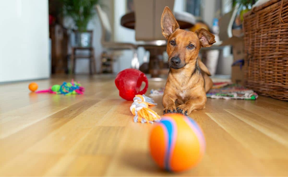 https://www.caninejournal.com/wp-content/uploads/Little-dog-at-home-in-the-living-room-playing-with-his-toys.jpg